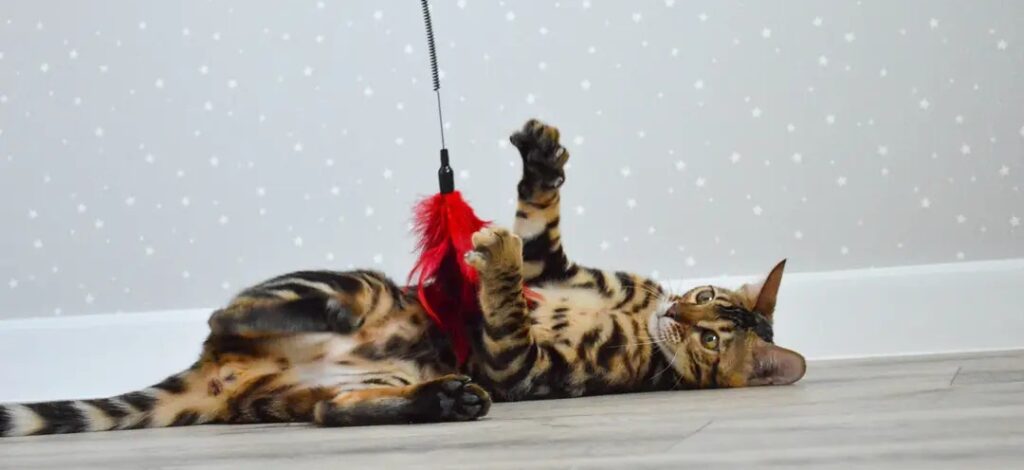 Bengal cat playing with feather