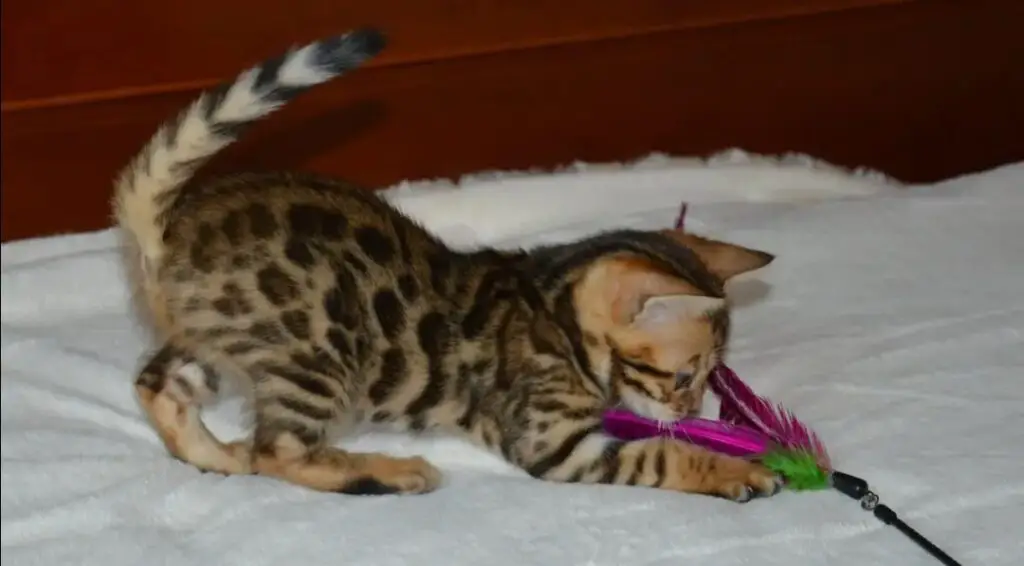 Bengal cat chasing feather toy