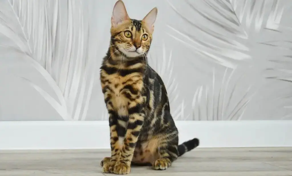 Bengal cat sitting