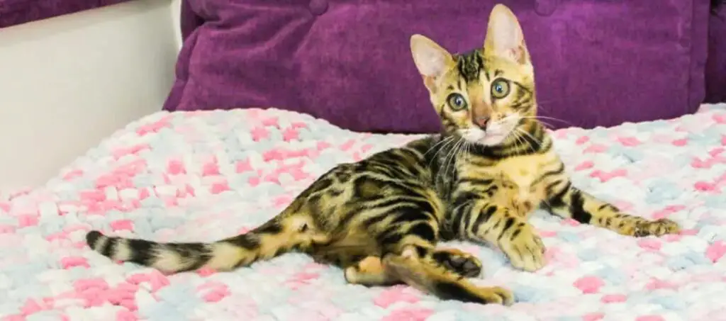 Bengal cat having an exotic appearance