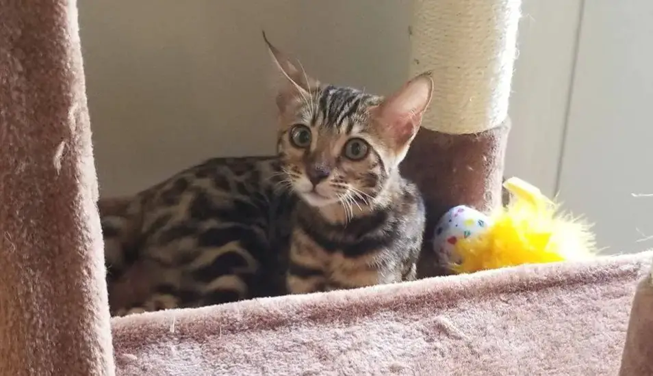 Bengal cat adapting to a new home