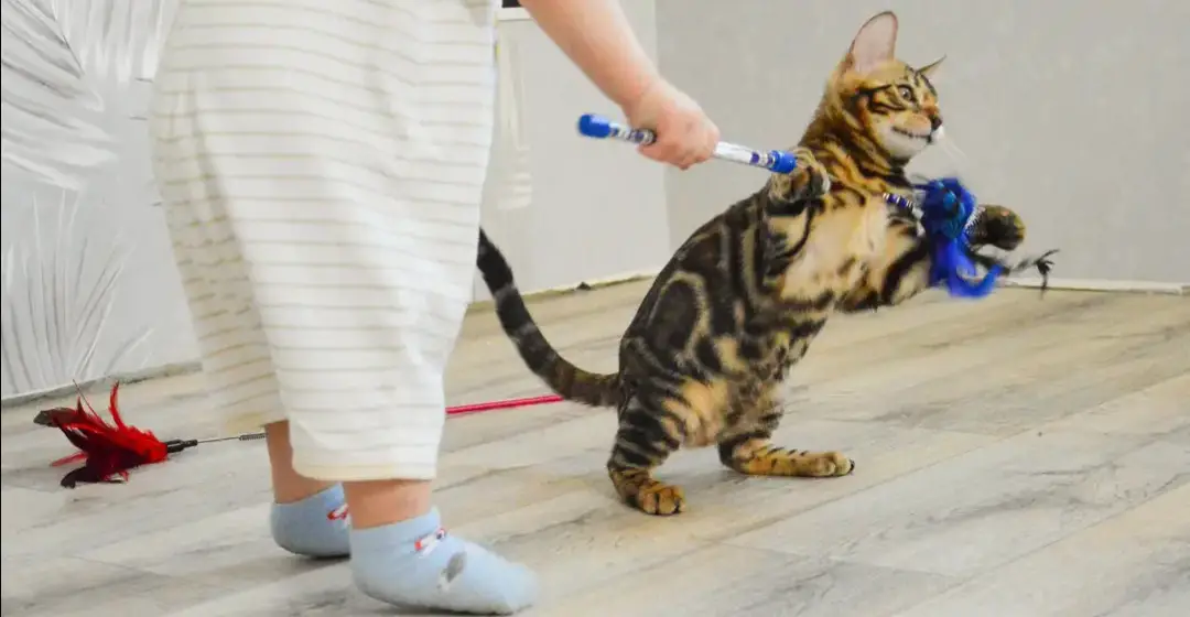 Exercising Your Bengal Cat