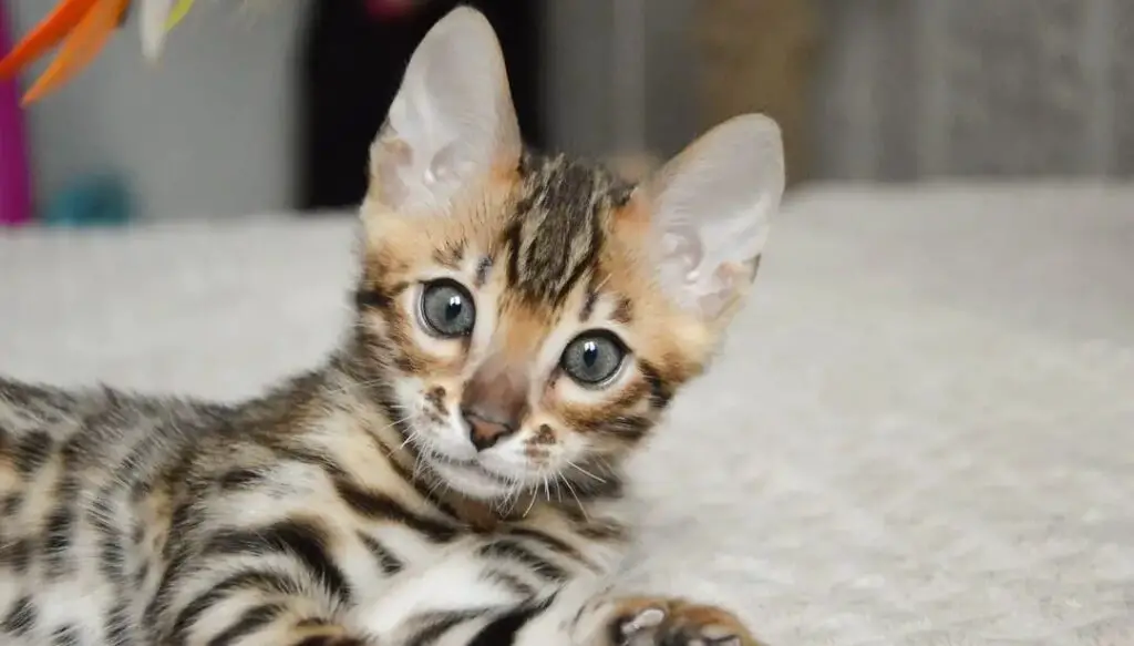 Beautiful and Stunning Bengal cat kitten