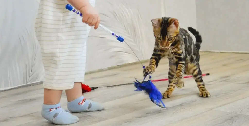 A child Playing with a cat