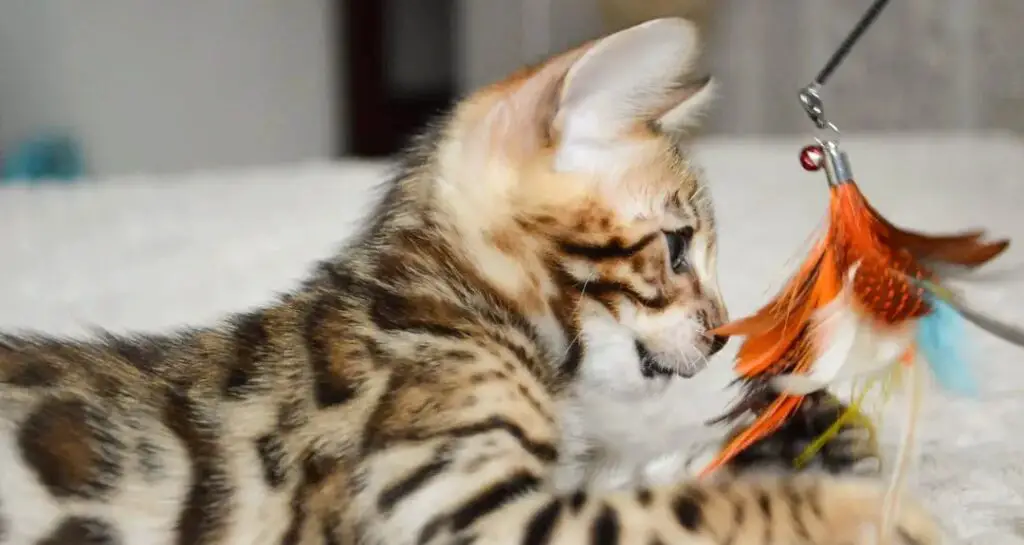 Bengal cat playing with feather toy