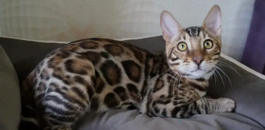 Disciplining Your Bengal Cat