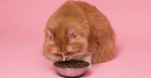 Is It Ok If My Cat Only Eats Dry Food