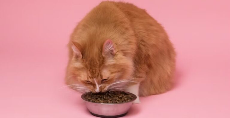 Is It Ok If My Cat Only Eats Dry Food