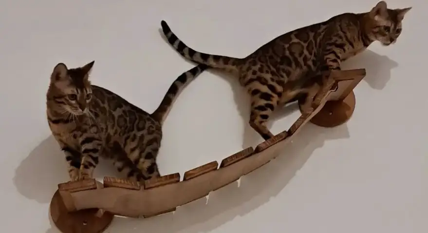 Bengal cats climbing perches