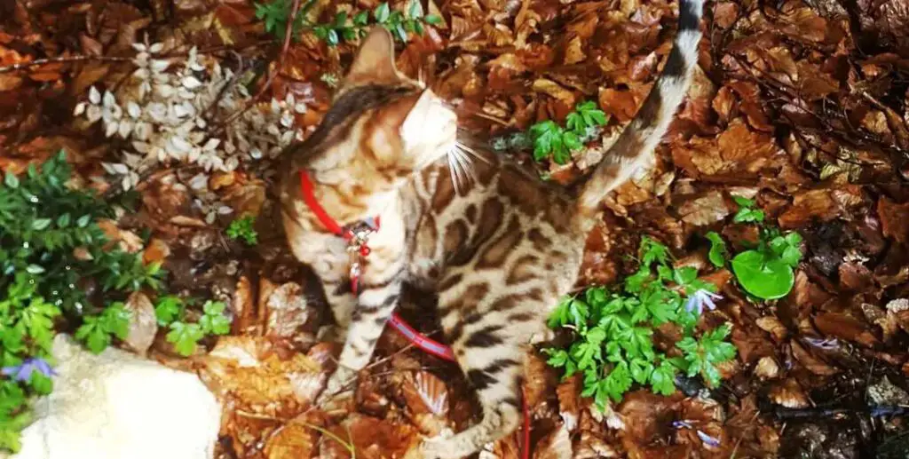 Bengal cat outdoors
