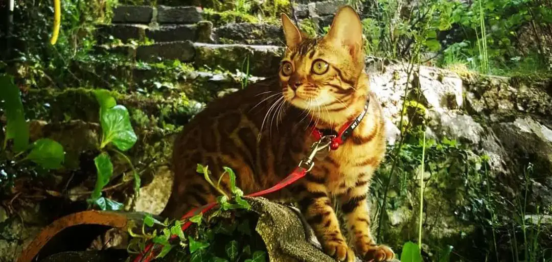 Is it Safe to Let a Bengal Cat Outside