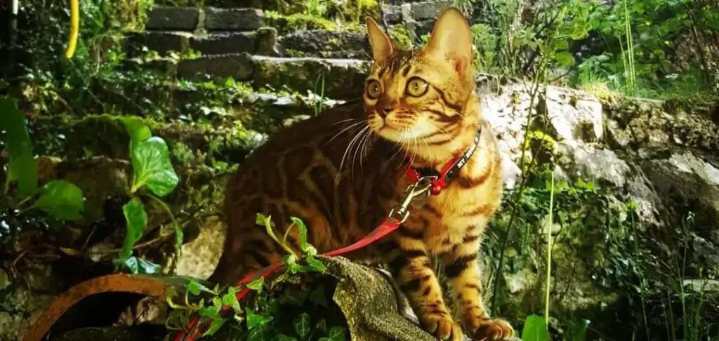 Bengal cat outside