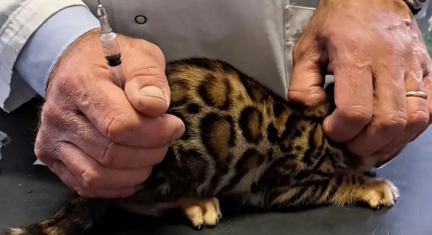 Veterinarian giving Bengal cat injection