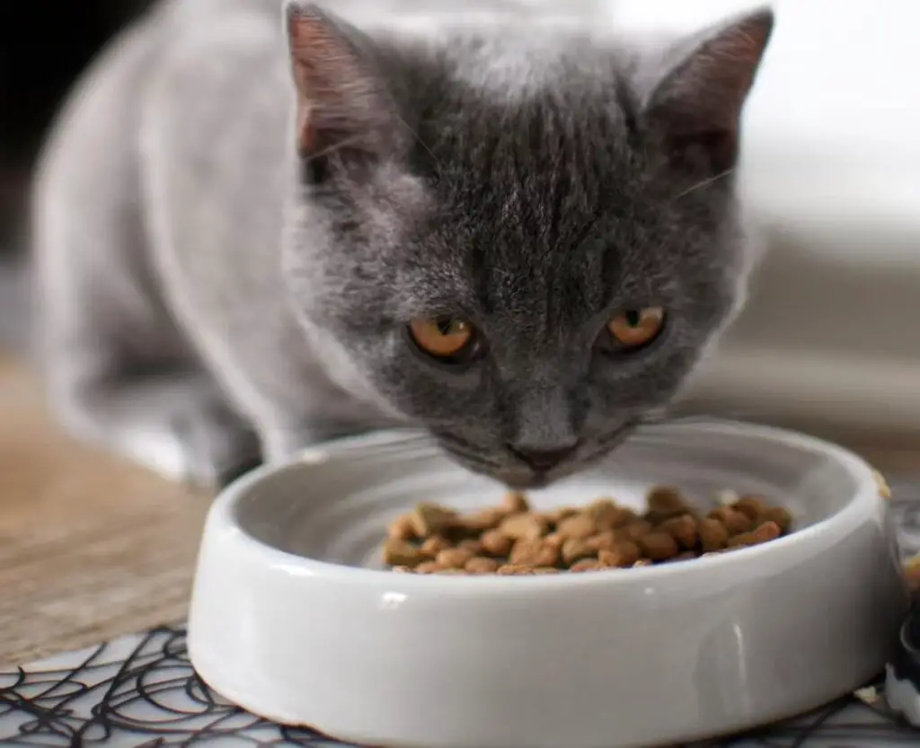 Cat eating dry cat food