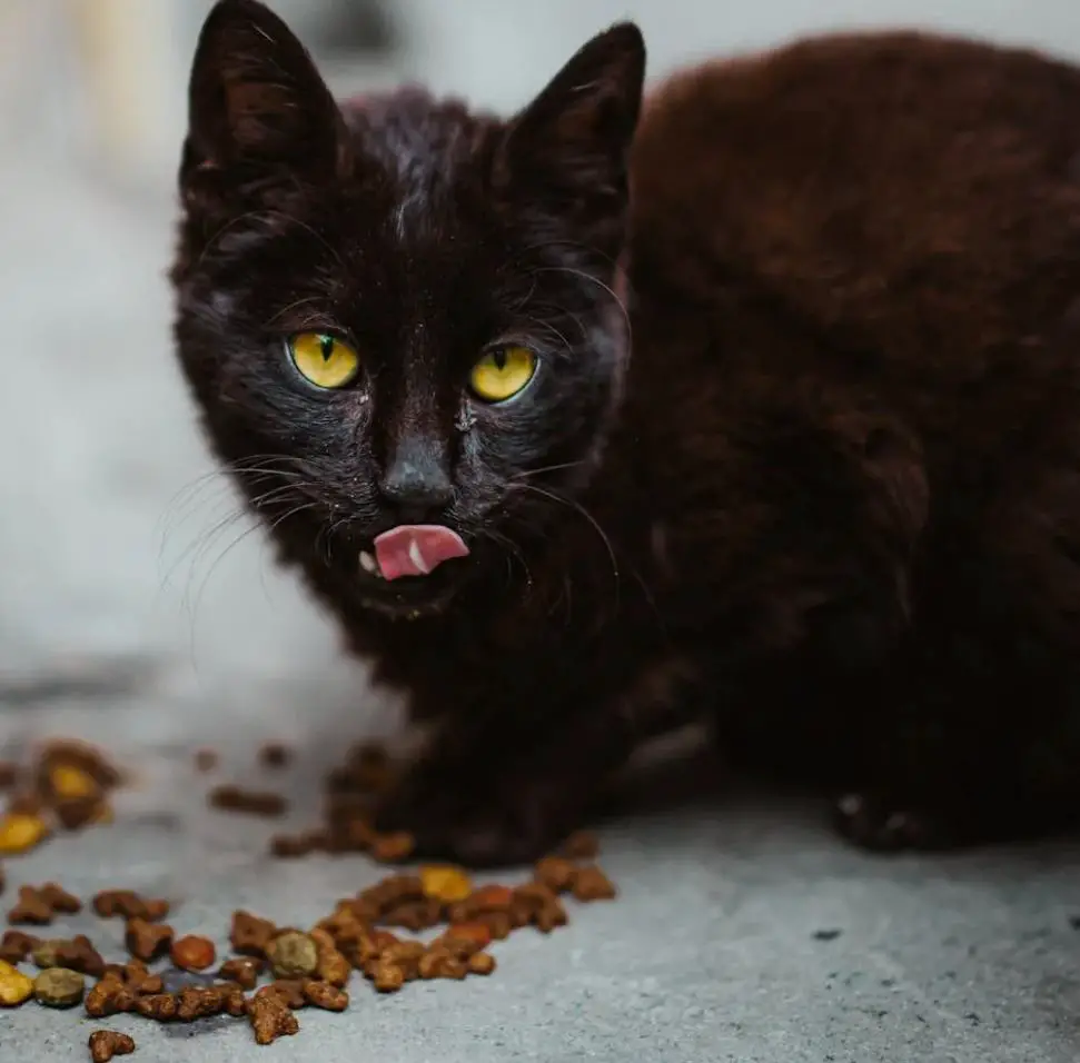 Cat eating dry food on the floor