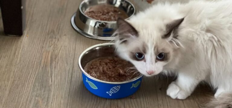 How Do You Switch Your Cat Food