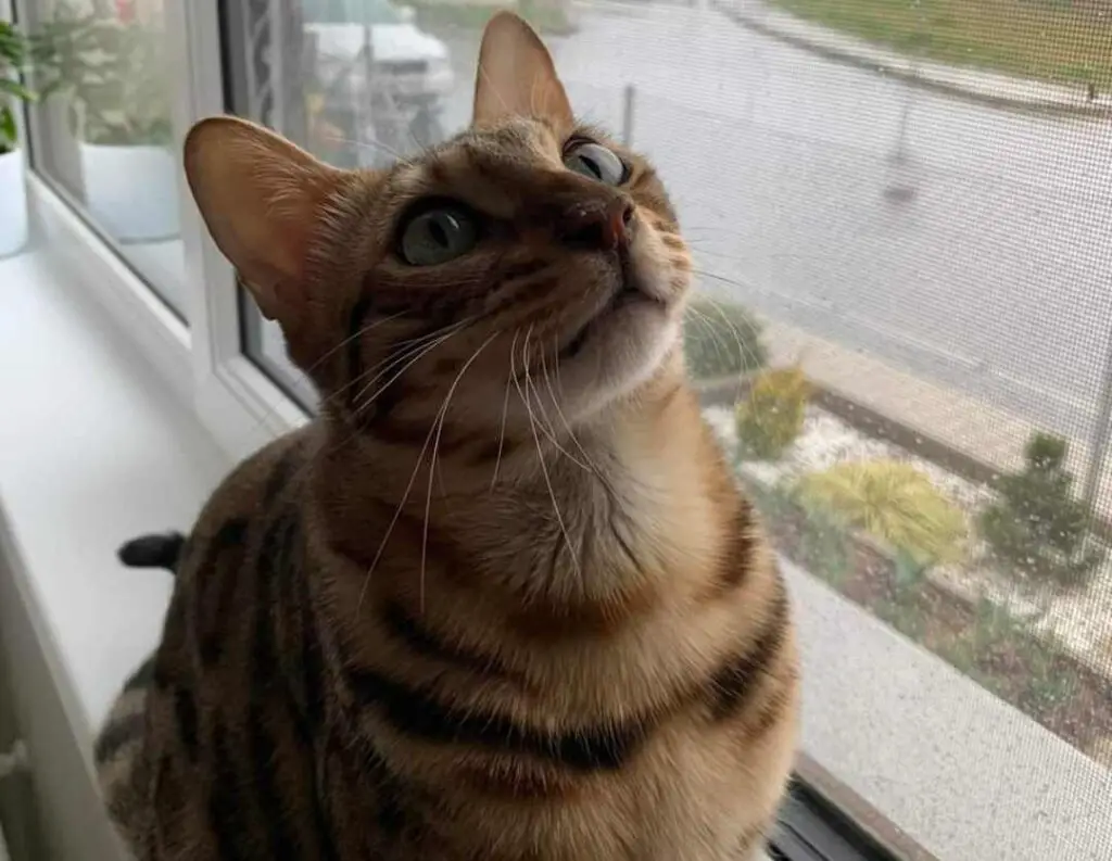 A stressed Bengal cat at window
