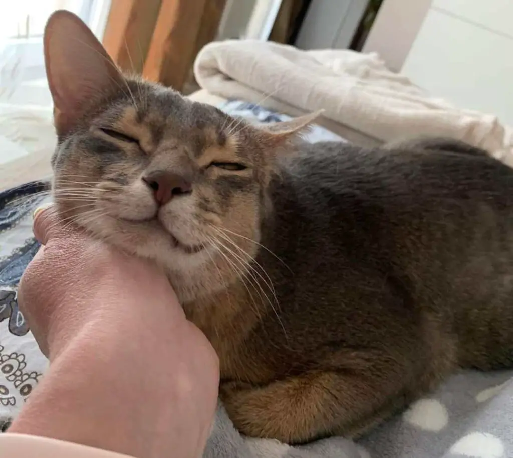 Massaging a whining Abyssinian cat cheek