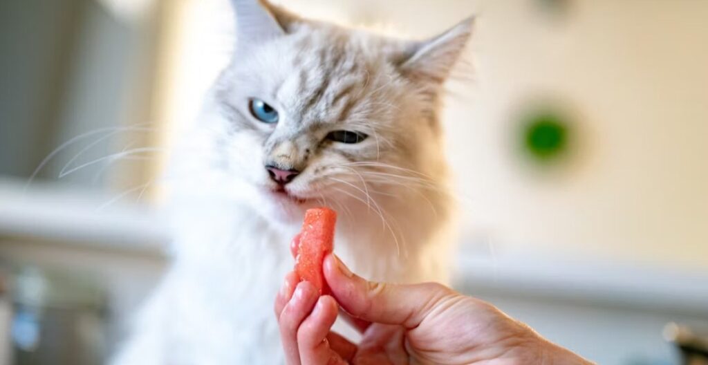 Cat refusing treats