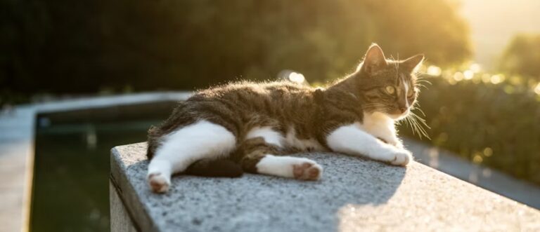 Benefits of Keeping Outdoor Cats