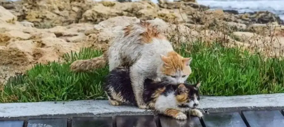 Two Cats Mating