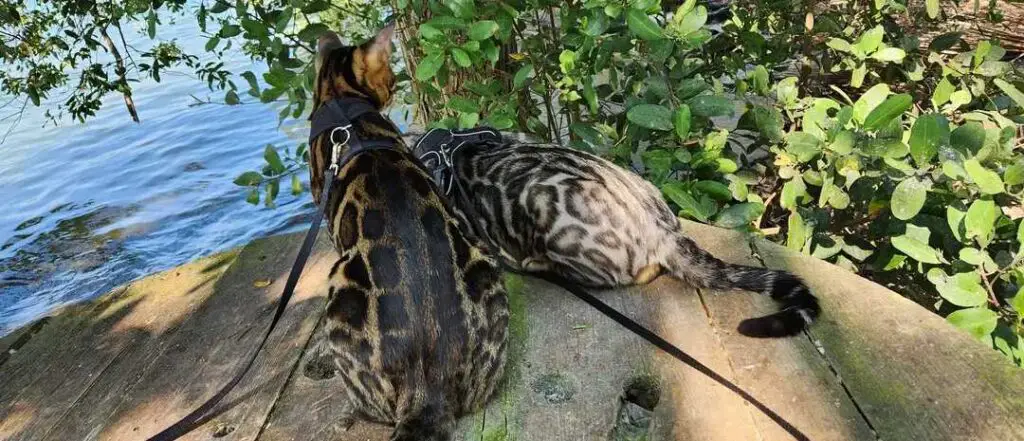 Two Bengal cats outside