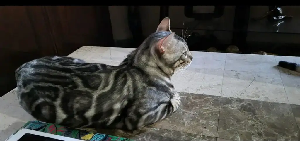 Bengal cat on top of a table