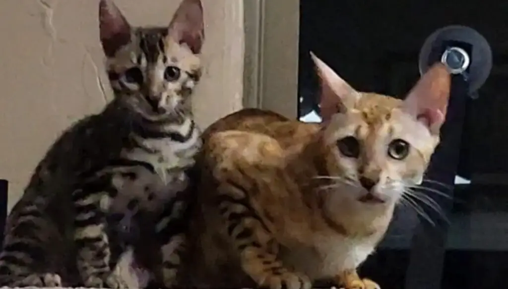 Two Bengal cats looking