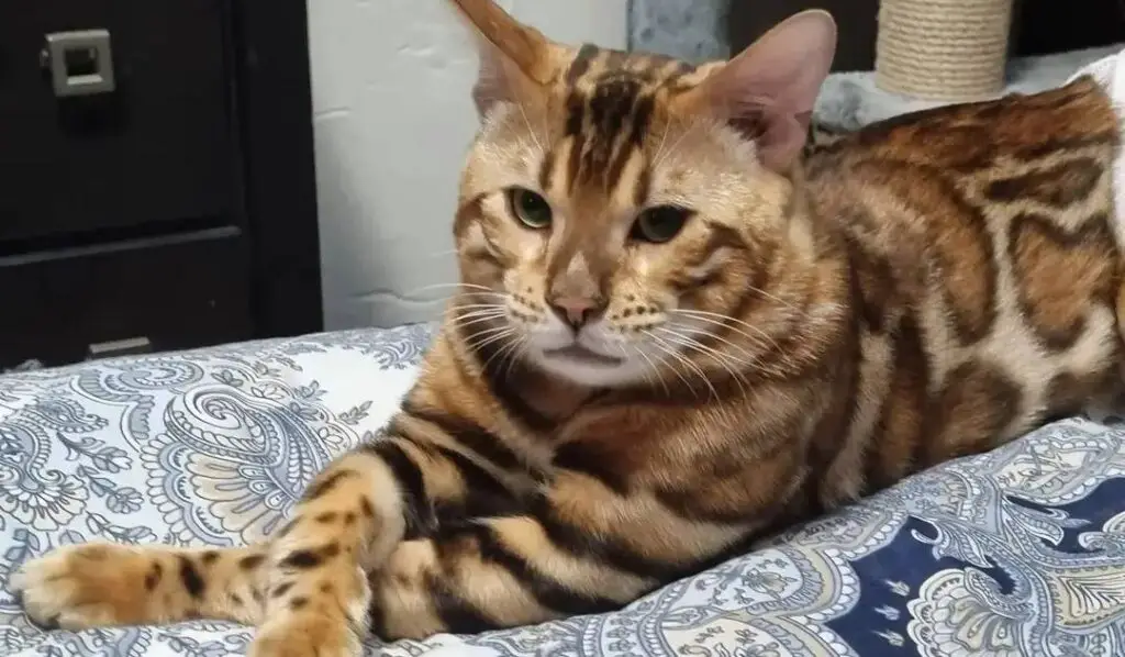 Bengal cat crossing legs