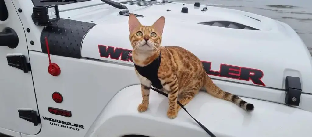 Bengal cat on top of a white suv