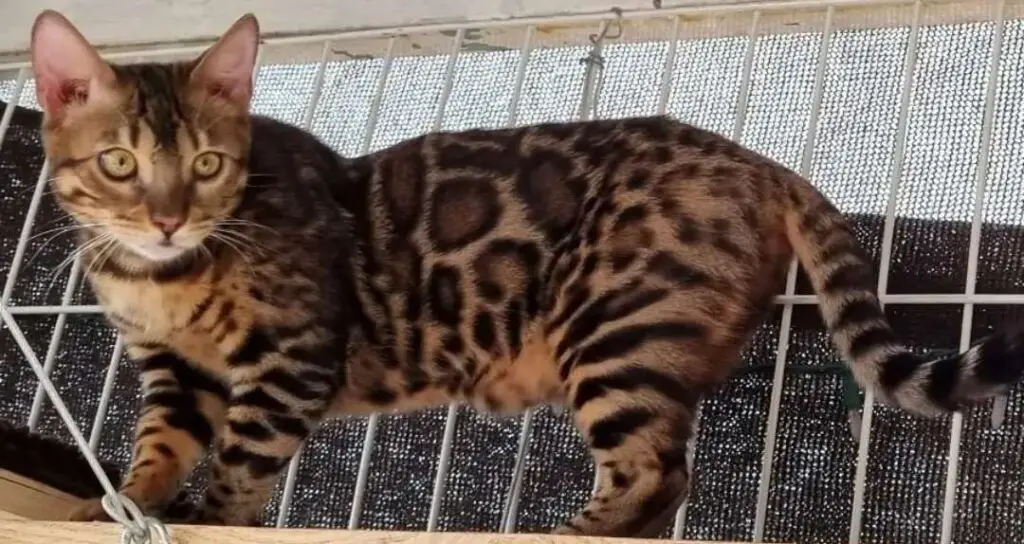 Bengal cat on fence