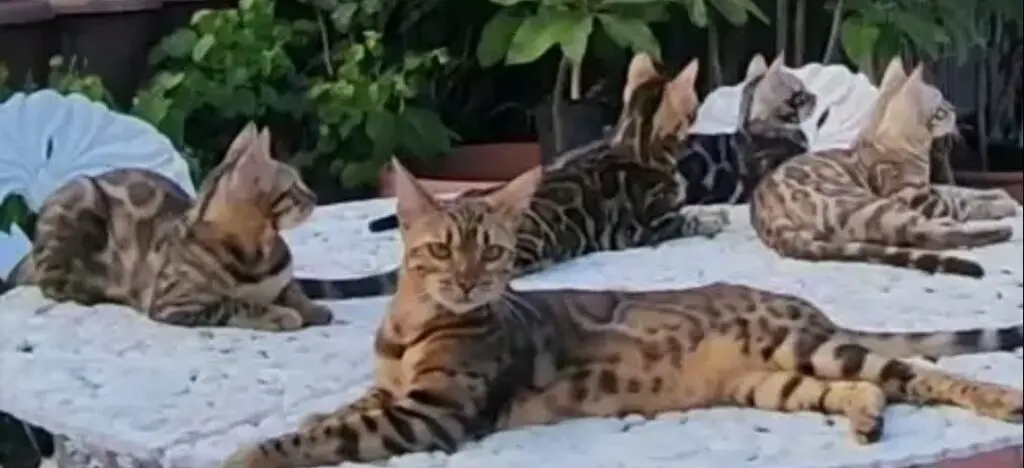 Group of Bengal cats outside