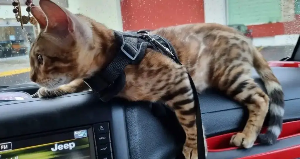 Bengal cat on a car dashboard