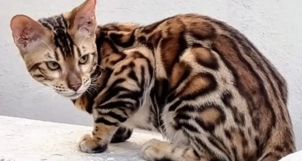 Bengal cat coaching and looking back