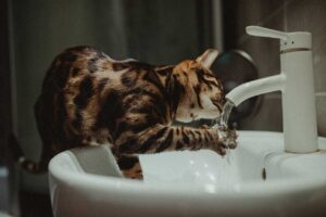 Bengal Cat Is Drinking So Much Water