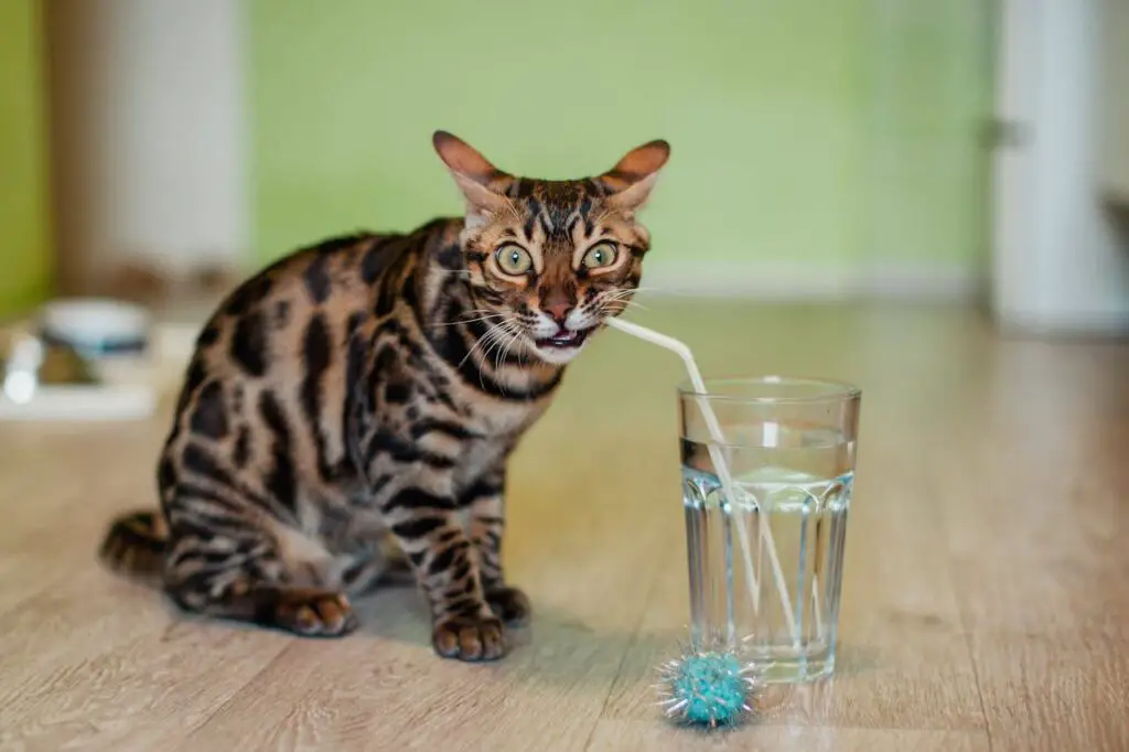 Bengal cat drinking water