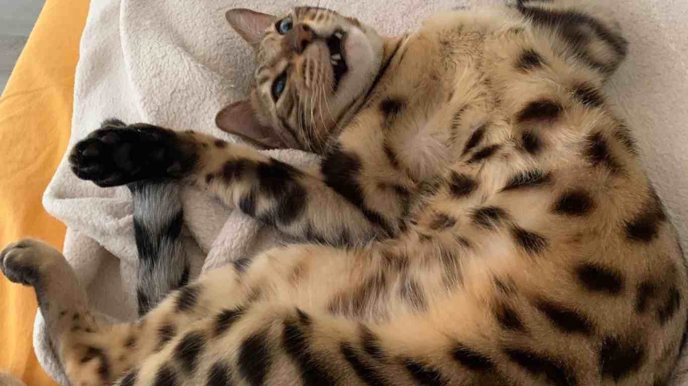 Identifying a Sick Bengal Cat