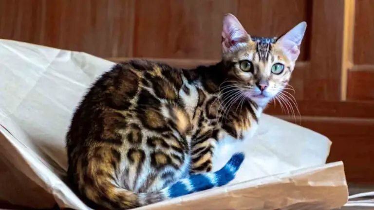 Reasons Your Bengal Cat Is Not Eating