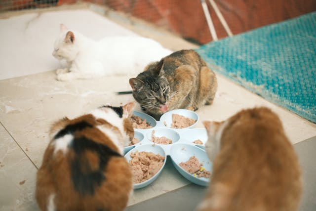 Three cats eating