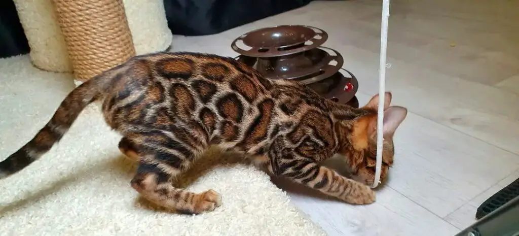 Cat playing