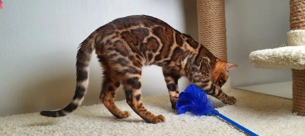 Cat playing with feather wands