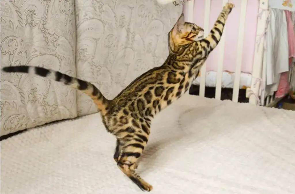 Bengal cat trying to scratch furniture