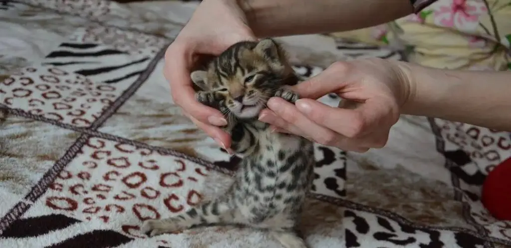 Checking Bengal cat kitten nails