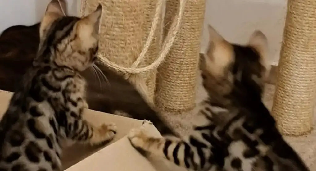 Bengal cat kittens and scratch post