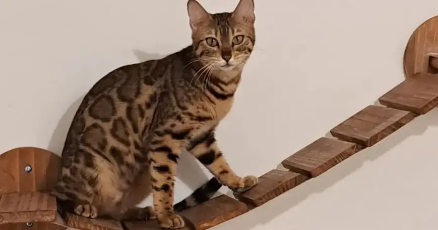 Bengal cat sitting on wall perch