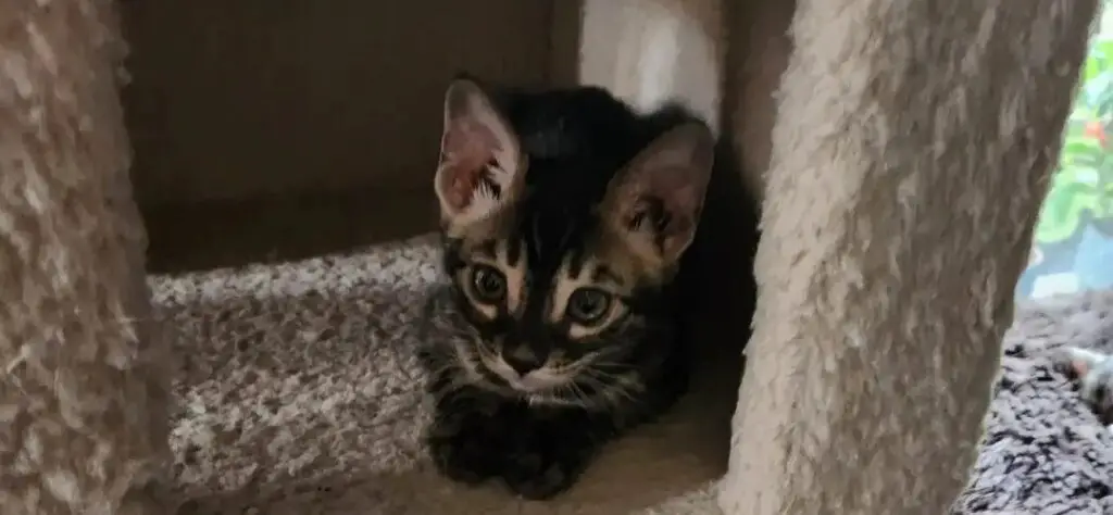 Cat Runs Out of Litter Box After Peeing