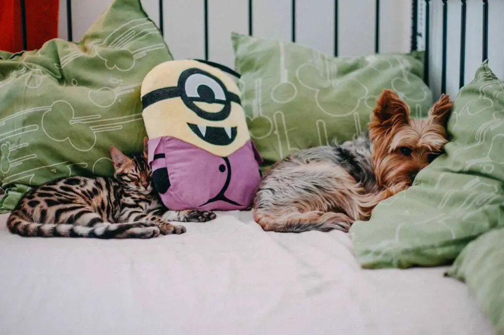 Bengal cat sleeping on sofa with Yorkie