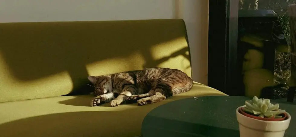 Bengal cat napping on sofa