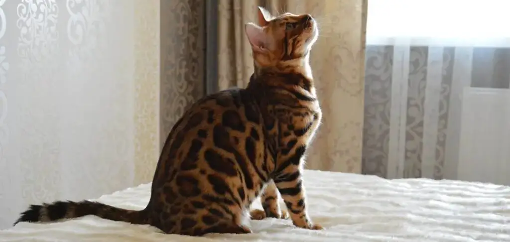 Bengal cat sitting on bed