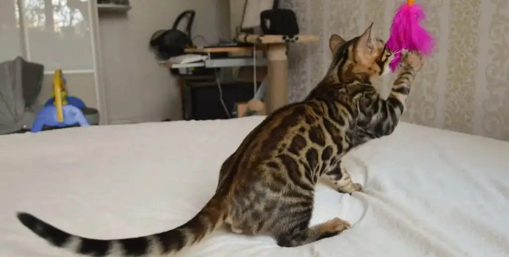 Bengal cat playing